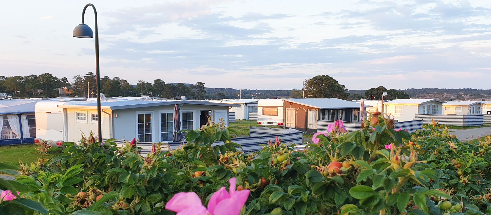 Campingvogner på Stolpestad Camping med roser i forgrunnen
